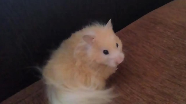 А много ли на ЯПе любителей грызунов?