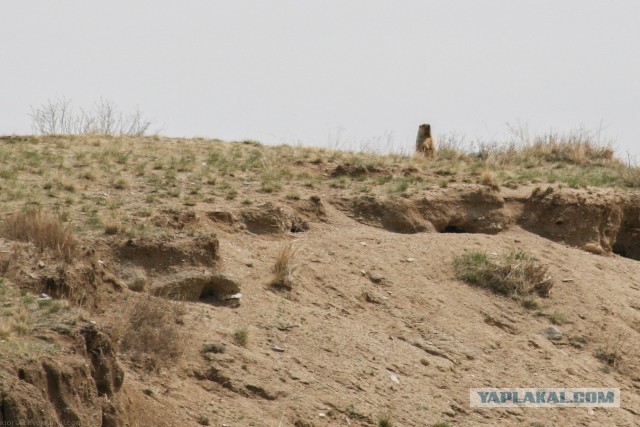 В Монголию на мотоциклах 2006