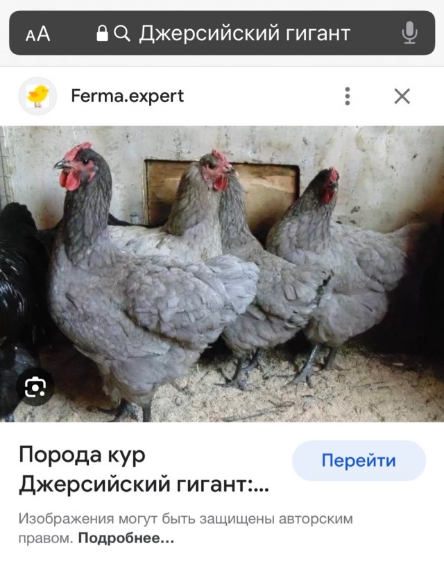 Наглая курица