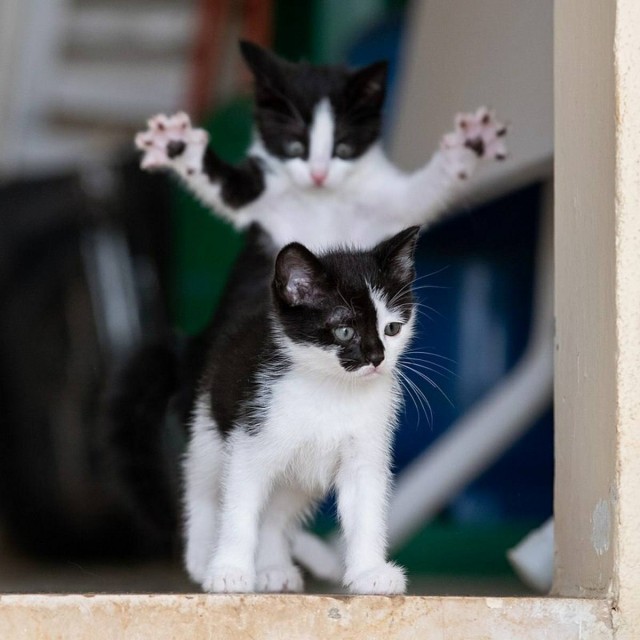 В Лондоне прошел ежегодный фотоконкурс «Comedy Pet Photography Awards»