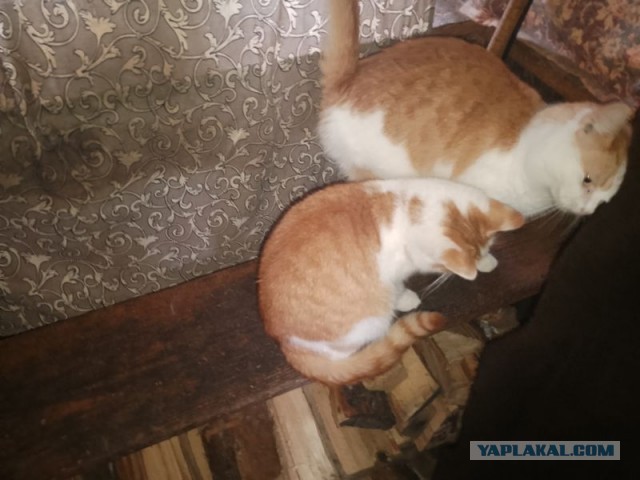 Жизнь домашнего приюта для котеек 480