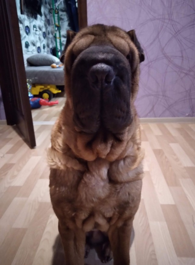 Собакочетверг
