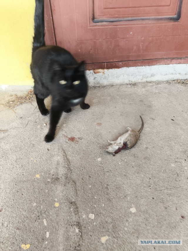 Купила кошке ковëр
