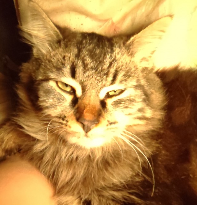 Котовторник 05/11/2024