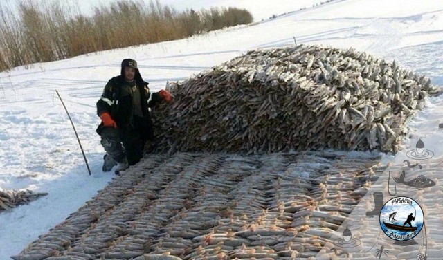 Глава района из ХМАО похвастался огромным уловом щуки, в несколько раз превышающим нормы