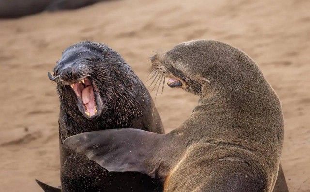 Объявлены финалисты конкурса самых забавных фотографий животных Comedy Wildlife Photography Awards 2024