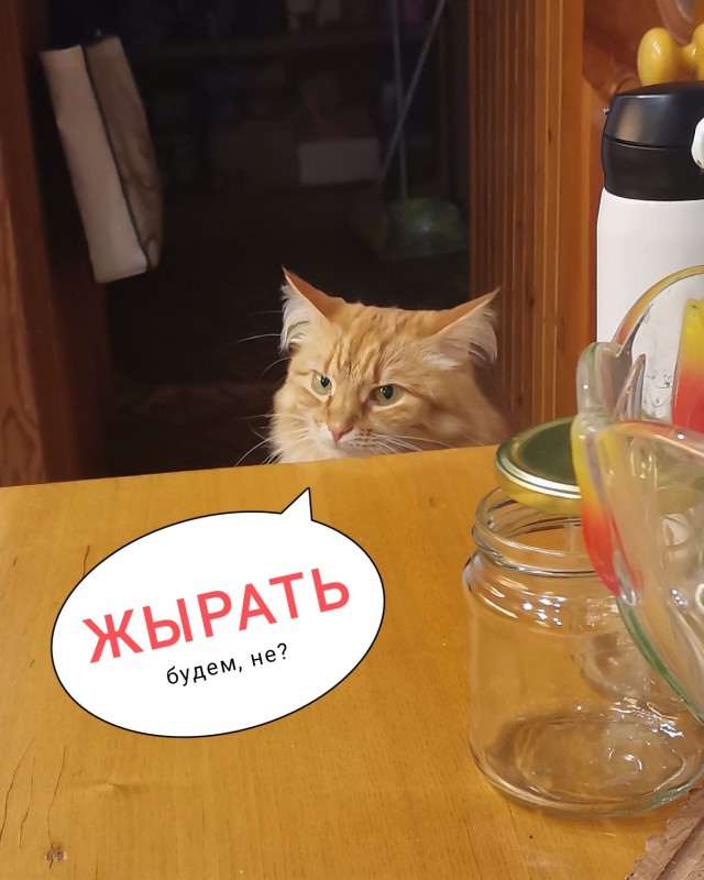 Рыжая морда выросла