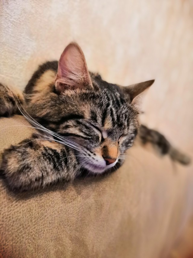 Мой кот
