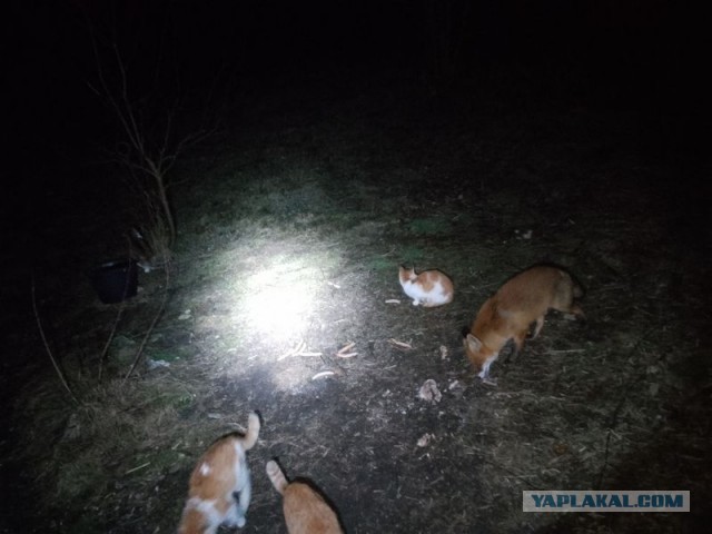 Жизнь домашнего приюта для котеек 534