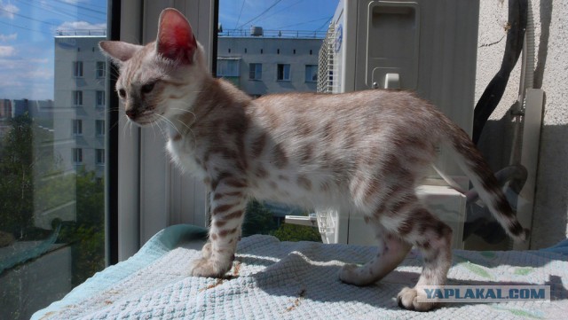 О бенгальских котах на наглядном примере