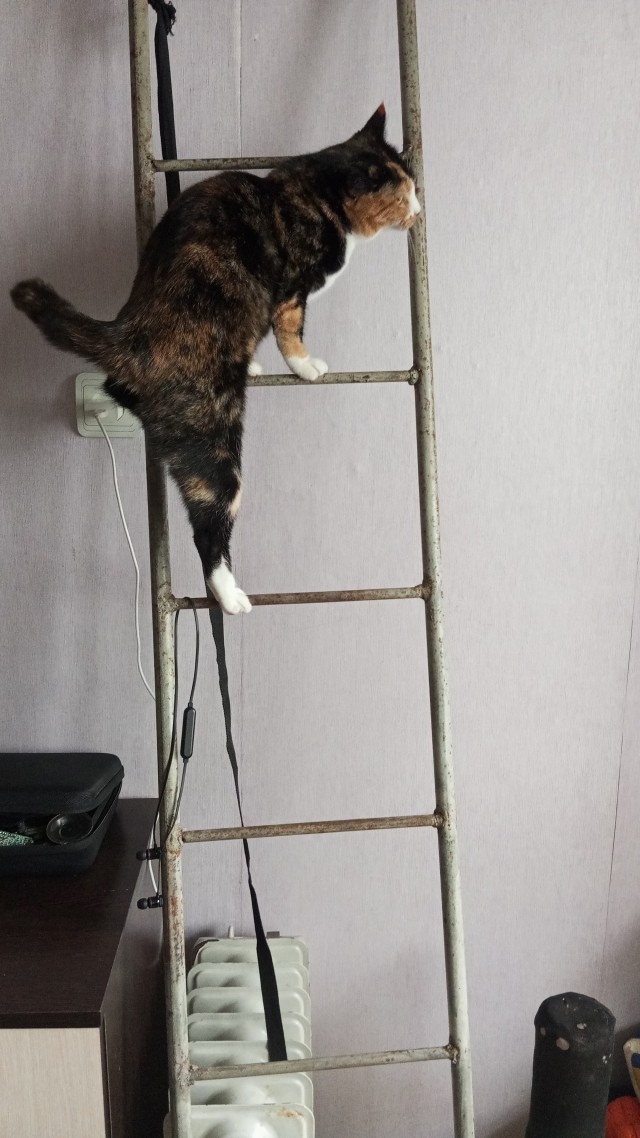 Совпало с котовторником.