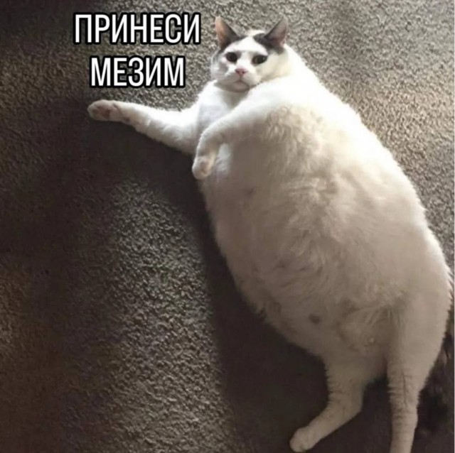 Когда «Вискас» уже не радует: в Дагестане кот пришёл за шаурмой