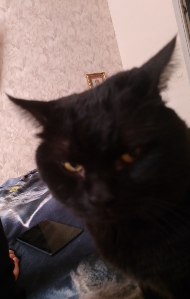 Чёрный котовторник