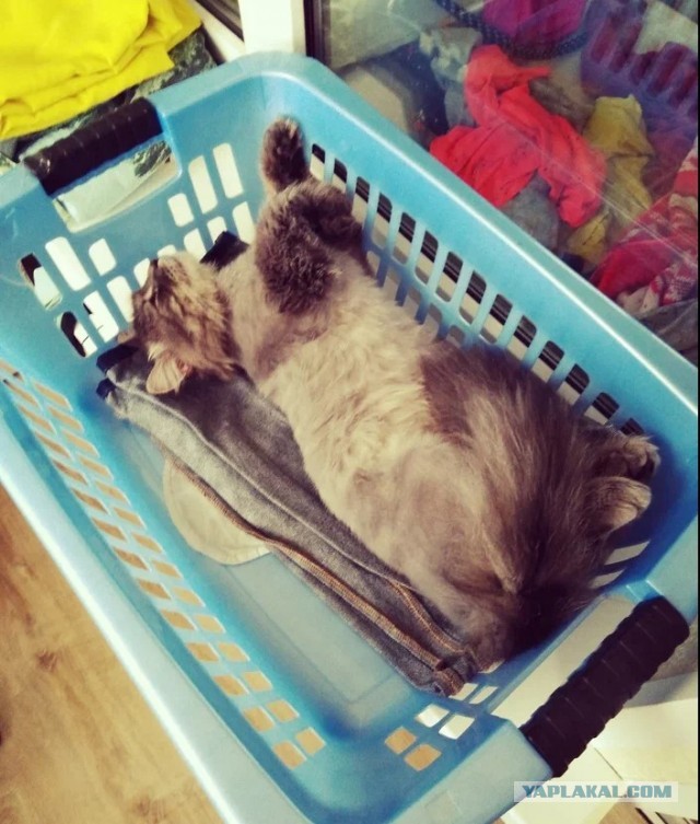 Котовторник же!