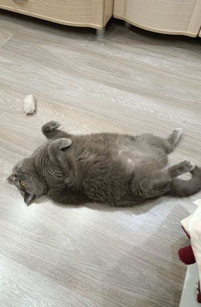 Плюшу плющит