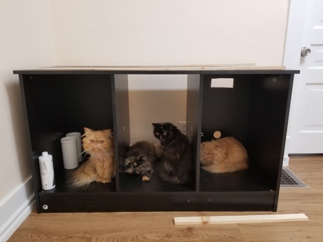 Котовторник. Прибавление.