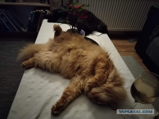 Выйду ночью в кухню с котом...