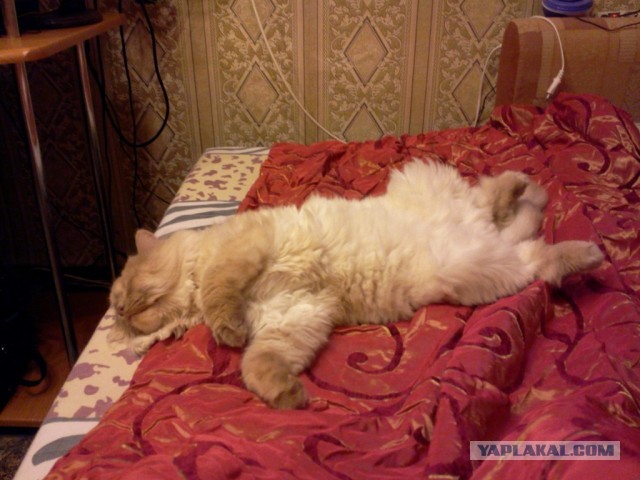 Котовторник  30.07.2013