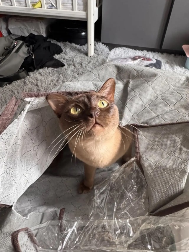 Котовторник