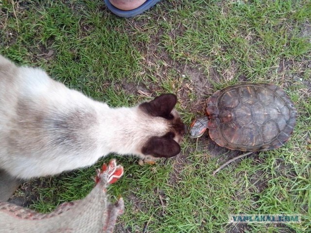 Котовторник   27.08.2013