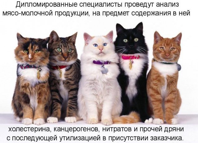 Не про олимпиаду