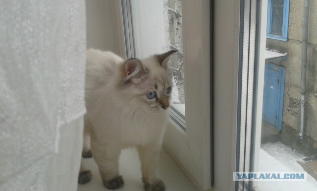 Котовторник 04.03.2014