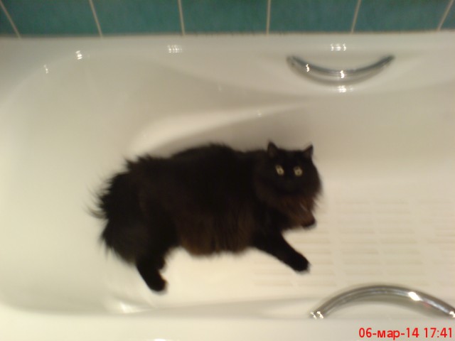 Котовторник 18.03.2014