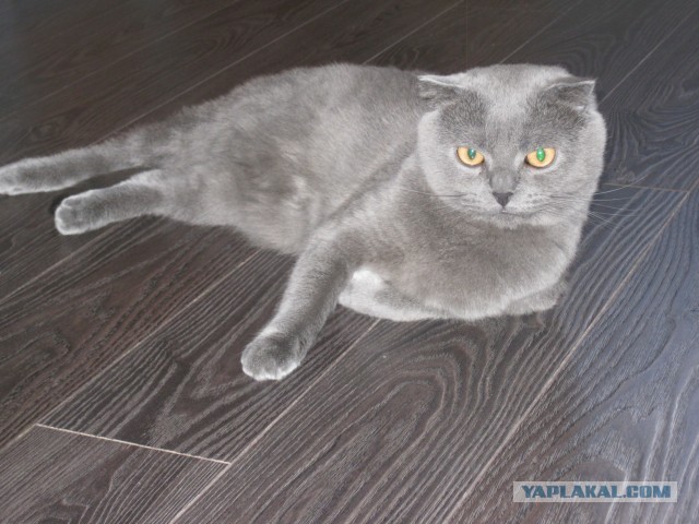 Котовторник 05.03.13