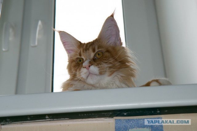 Котовторник 17.06.2014