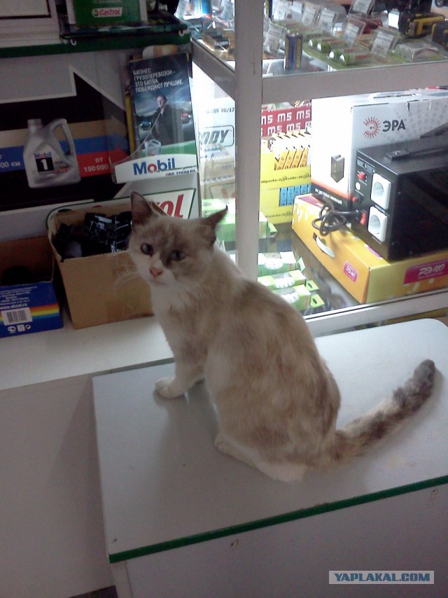 Котовторник 12.08.2014