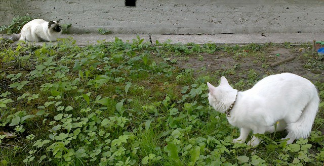 Котовторник 09.09.2014