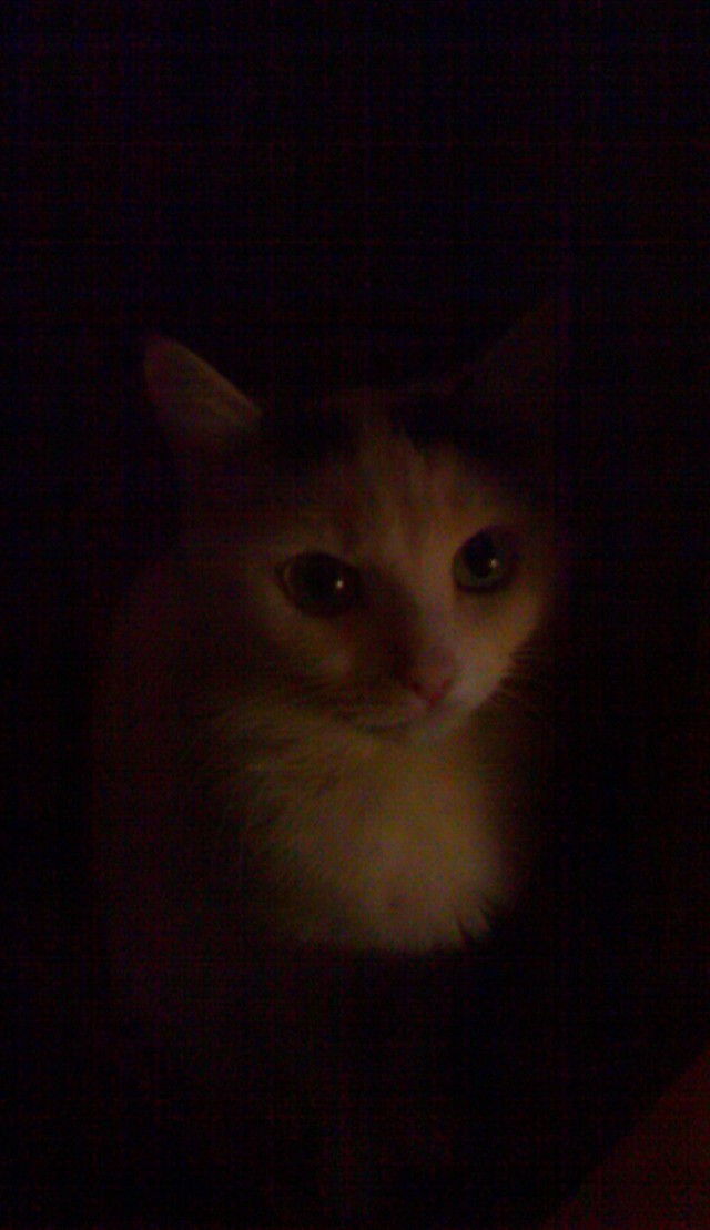 Котовторник 21.10.2014