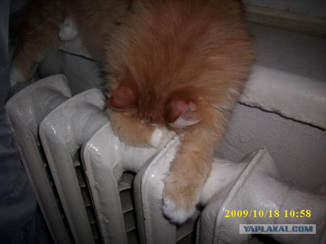 Котовторник 04.11.2014