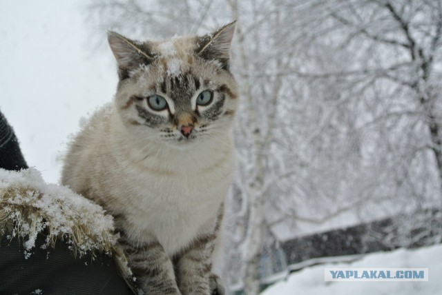 Котовторник 25.11.2014