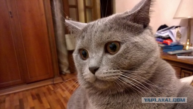 Котовторник 2.12.14