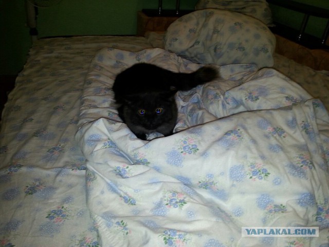Котовторник 9.12.2014