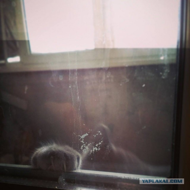 Котовторник 06.01.2015