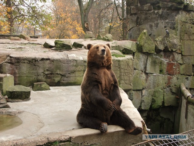 Хозяин тайги