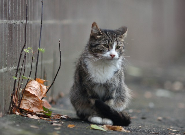 Уличные московские коты в фотографиях