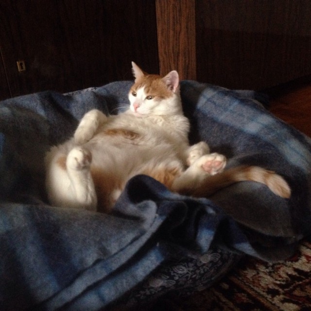 Котовторник 24.03.2015