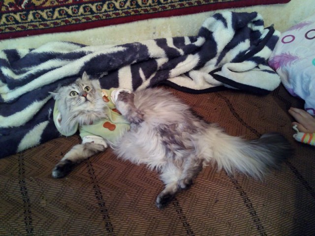 Котовторник 31.03.2015