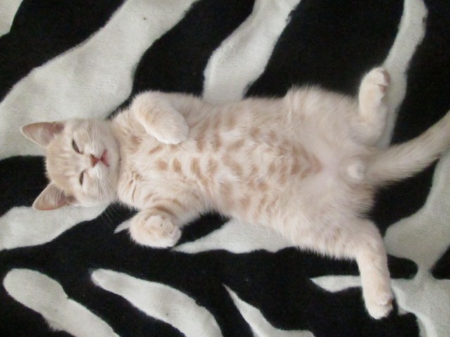 Котовторник
