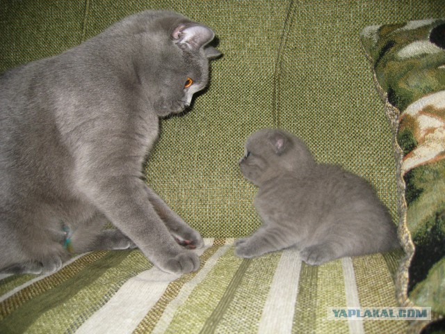 Котовторник   02.06.2015