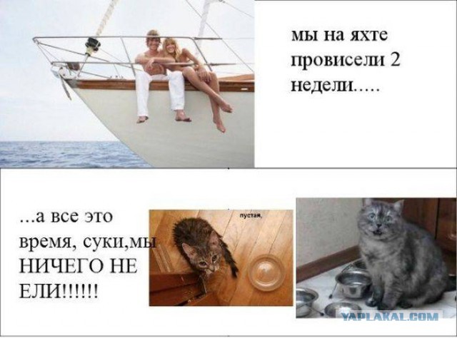 41 веселая картинка