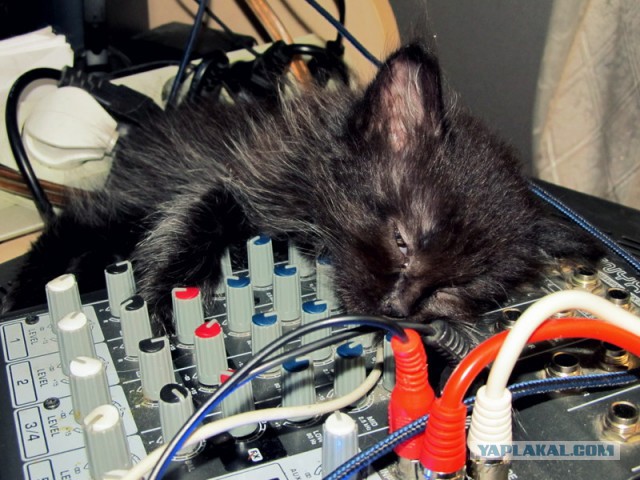 Котофея