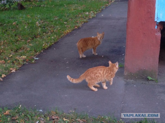 Котовторник 06.10.2015