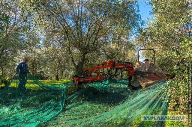 Как делают оливковое масло в Италии