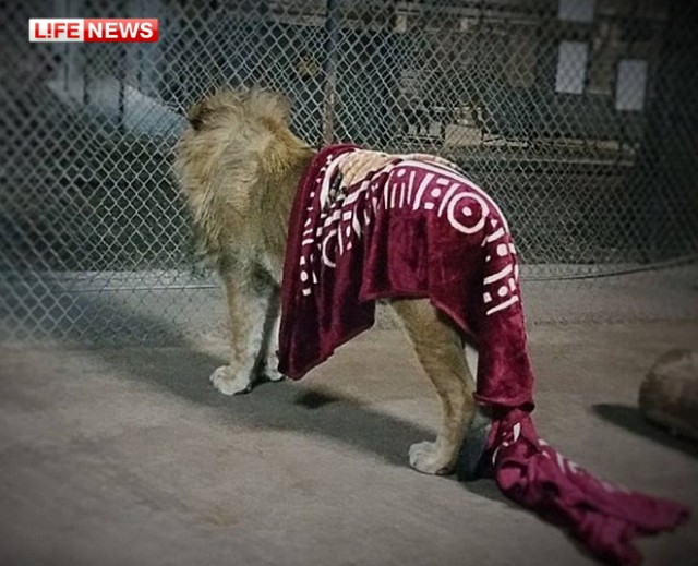 В зоопарке спасённый лев не может уснуть без одеяла
