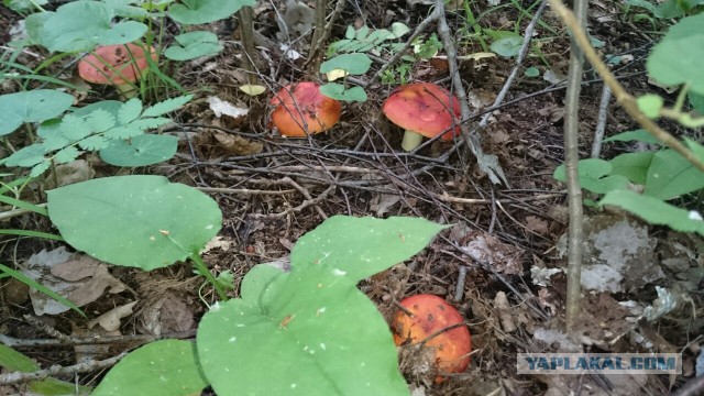 Сморчки, весенняя тихая охота!