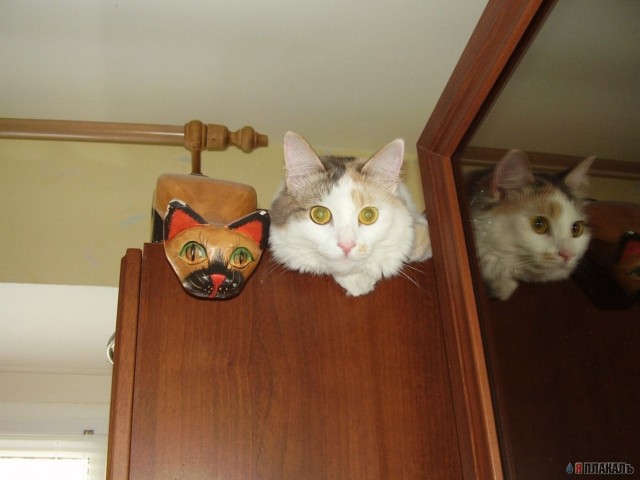 Дюжина кошаков